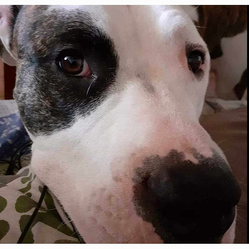Marley participe au concours pour gagner de l'argent avec cette photo : animal, black_and_white, canine, close_up, cute, dog, domestic_animal, expression, eyes, face, friend, fur, indoor, looking, muzzle, nose, pet, portrait, snout, whiskers