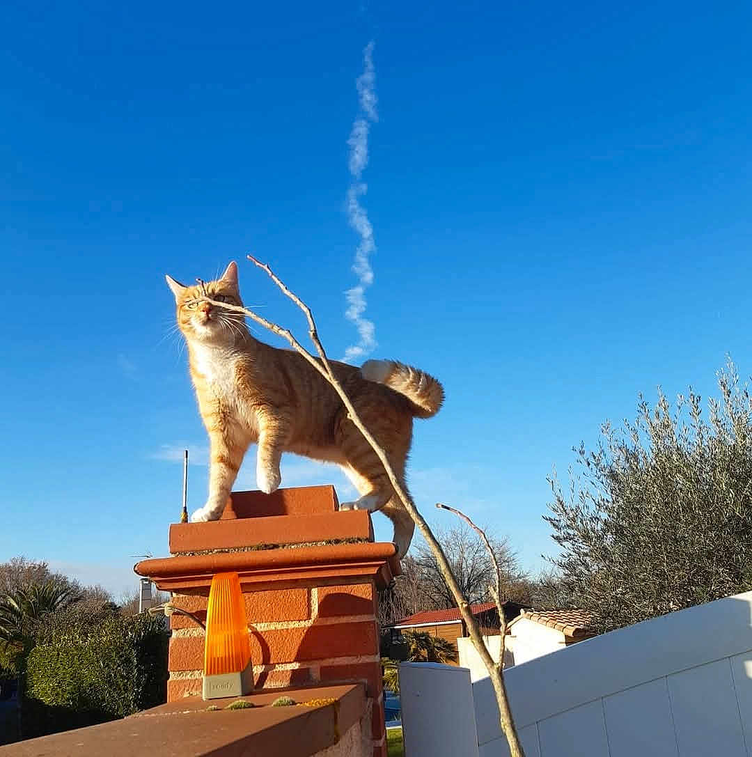 Dingo