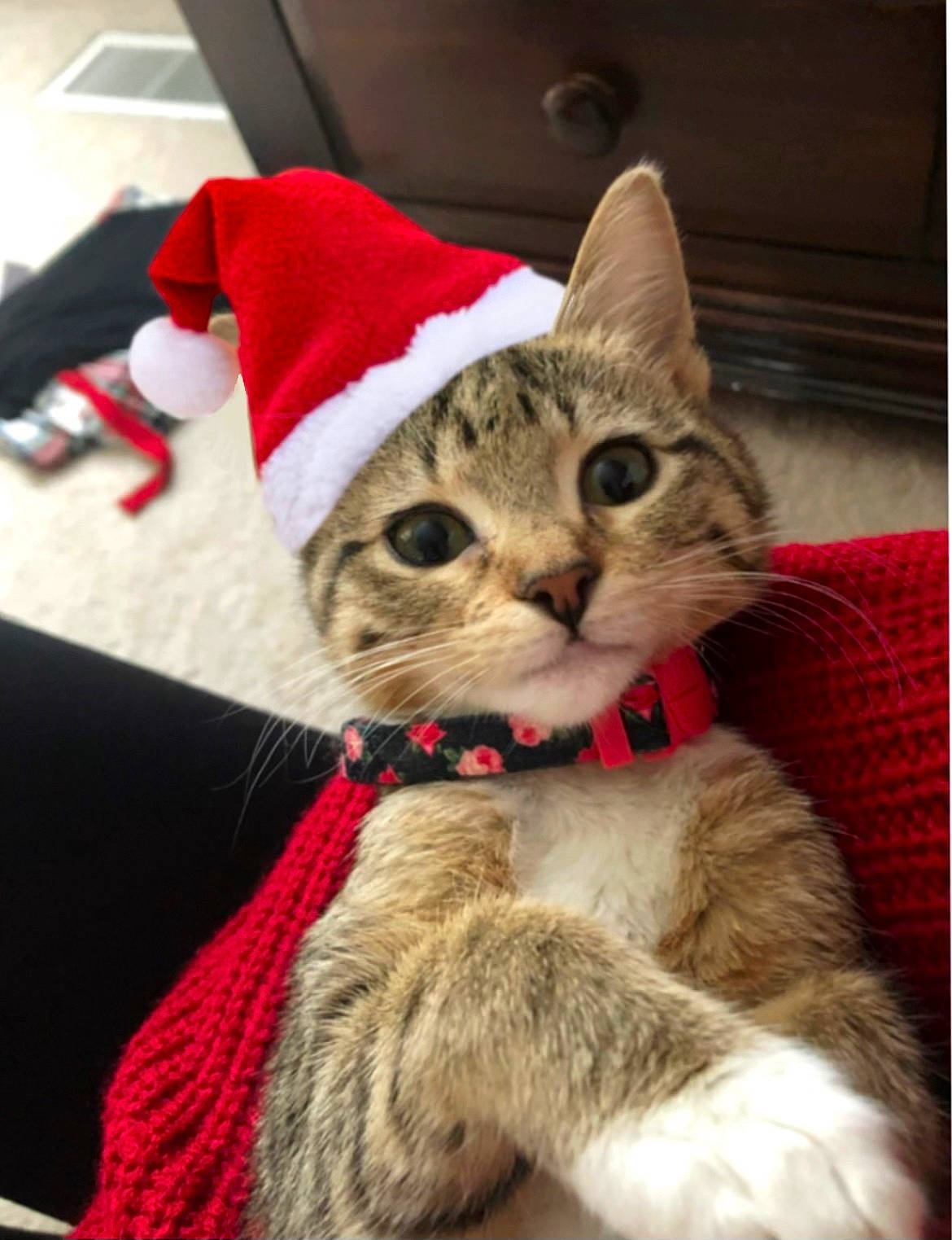 Judy joined the competition — help win amazing prizes! carnivore, cat, christmas, collar, costume_hat, domestic_short_haired_cat, event, fang, fashion_accessory, fawn, felidae, fur, hat, holiday, leash, small_to_medium_sized_cats, snout, tail, tree, whiskers