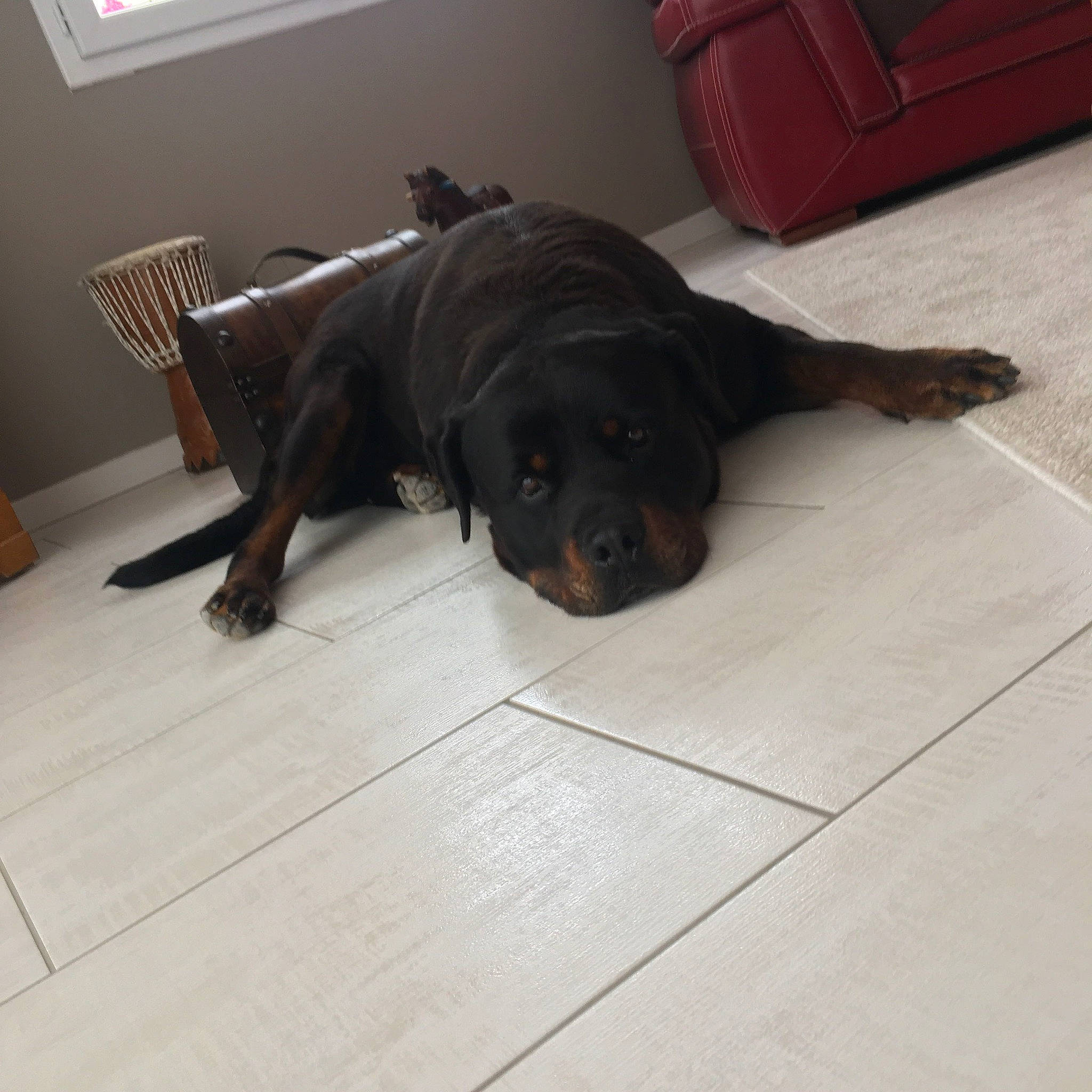 Get a rejoint le concours — aidez-le/la à gagner de superbes lots ! cabinetry, canidae, carnivore, comfort, companion_dog, dog, dog_breed, fawn, floor, flooring, guard_dog, hardwood, laminate_flooring, liver, snout, sporting_group, window, wood, wood_flooring, working_animal