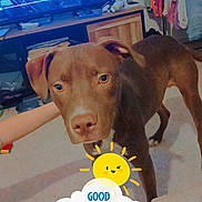 Boby participe au concours pour gagner de l'argent avec cette photo : animal, brown_dog, clothes_rack, clothing, dog, eyes, face, floor, home, indoor, living_room, morning, nose, pet, photography, portrait, standing, sticker, sun, television