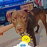 animal, brown_dog, clothes_rack, clothing, dog, eyes, face, floor, home, indoor, living_room, morning, nose, pet, photography, portrait, standing, sticker, sun, television