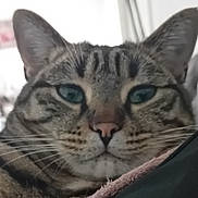 Nala participe au concours pour gagner de l'argent avec cette photo : animal, blanket, blue_eyes, cat, close_up, cozy, cushion, ears, face, feline, home, indoor, nose, pet, photography, portrait, staring, striped_fur, tabby, whiskers