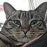 animal, blanket, blue_eyes, cat, close_up, cozy, cushion, ears, face, feline, home, indoor, nose, pet, photography, portrait, staring, striped_fur, tabby, whiskers