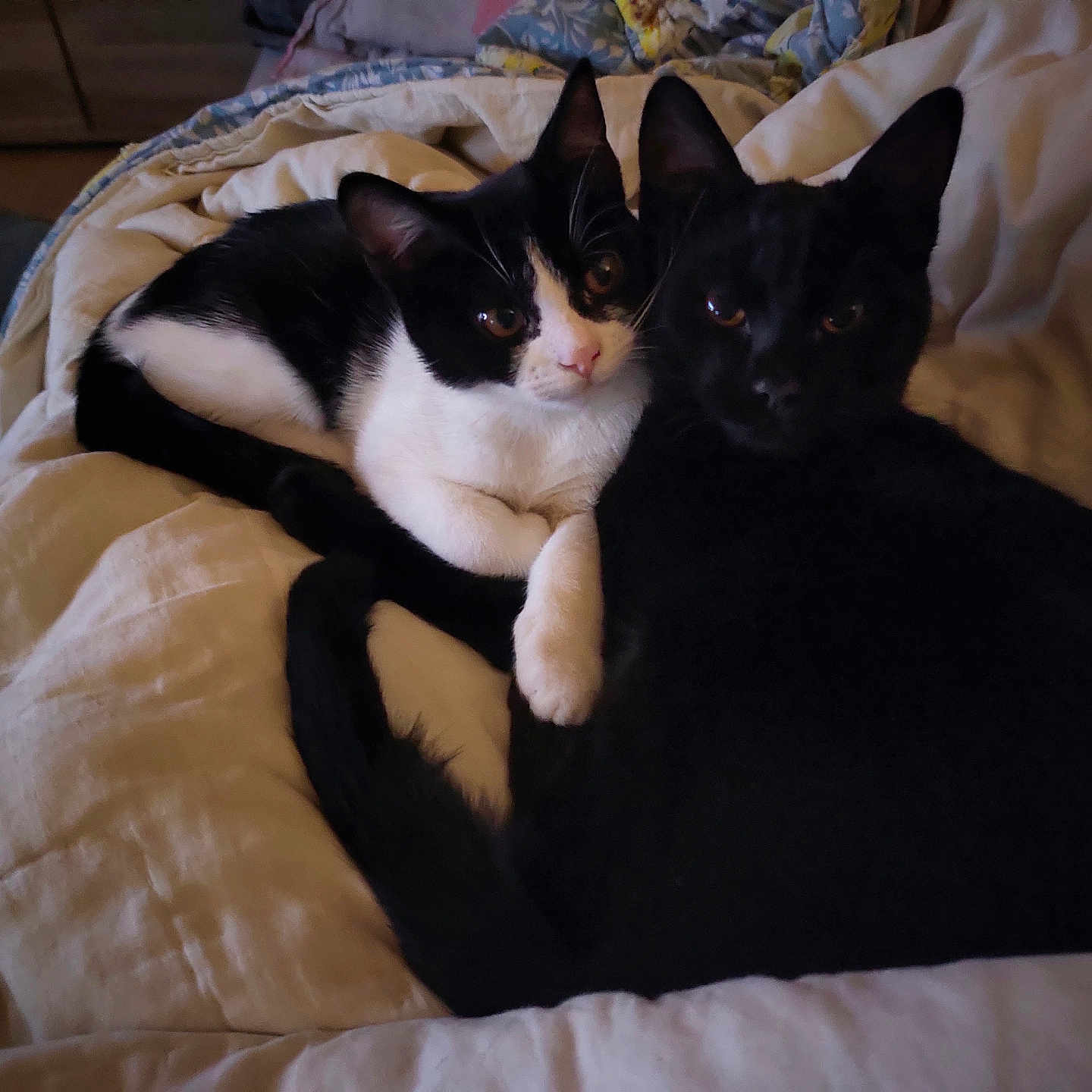 Victor Et Vicky participe au concours pour gagner de l'argent avec cette photo : abyssinian, animal, bed, bedroom, blackcat, blanket, cat, couch, cushion, furniture, hardwood, homedecor, indoors, kitten, linen, manx, pet, quilt, room, siamese