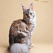Yumi participe au concours pour gagner de l'argent avec cette photo : cat, kitten, long_hair, fluffy, tabby, maine_coon, sitting, portrait, animal, pet, whiskers, ears, green_eyes, tail, fur, studio, beige_background, indoor, text_overlay, eight_months