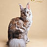 cat, kitten, long_hair, fluffy, tabby, maine_coon, sitting, portrait, animal, pet, whiskers, ears, green_eyes, tail, fur, studio, beige_background, indoor, text_overlay, eight_months