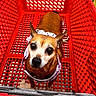 Sparkles joined the competition — help win amazing prizes! dog, shopping_cart, pet, brown_fur, harness, store, aisle, looking_up, small_dog, red, metal, floor, cute, animal, indoor, canine, shopping, mesh, handle, closeup