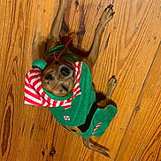 Sparkles is registered to the contest to win money with this photo: dog, pet, animal, costume, elf, holiday, christmas, festive, wooden_floor, brown_dog, small_dog, lying_down, looking_up, clothing, hat, indoor, cute, canine, holiday_outfit, red_and_white