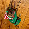 dog, pet, animal, costume, elf, holiday, christmas, festive, wooden_floor, brown_dog, small_dog, lying_down, looking_up, clothing, hat, indoor, cute, canine, holiday_outfit, red_and_white