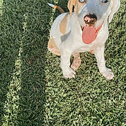 Atlas is registered to the contest to win money with this photo: puppy, dog, grass, outdoor, sunlight, playful, tongue_out, blue_eyes, pet, animal, cute, young, sitting, shadow, nature, daylight, canine, friendly, adorable, summer