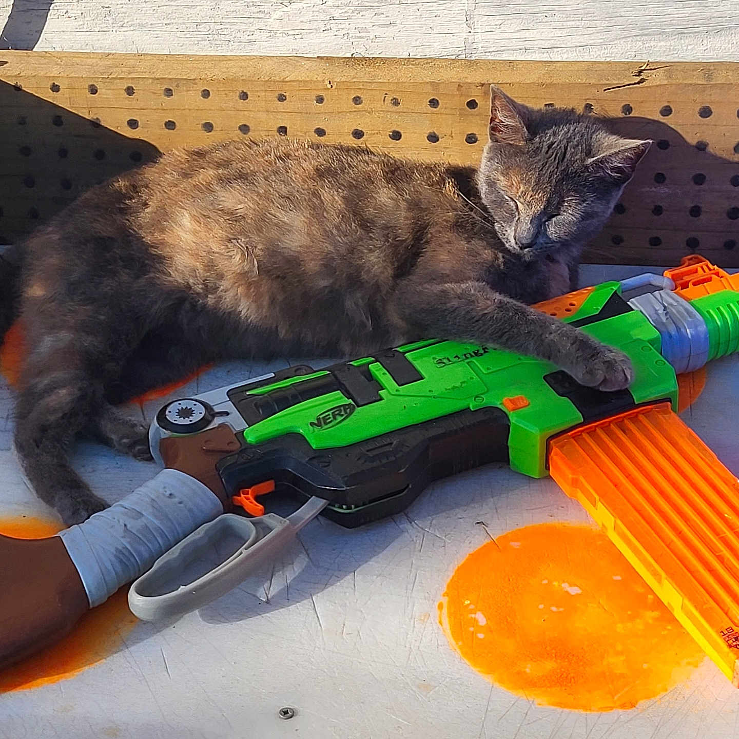 Lucipurr