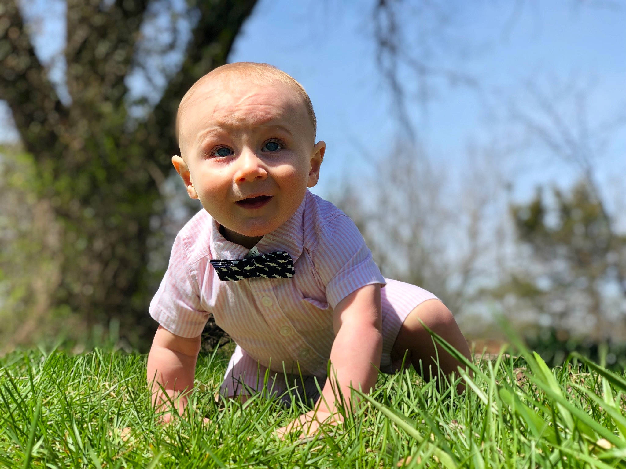 Kane is registered to the contest to win money with this photo: baby, child, crawling, fun, grass, grass_family, happy, lawn, meadow, people_in_nature, person, photography, plant, sitting, smile, spring, toddler, tree