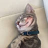 Akka a rejoint le concours — aidez-le/la à gagner de superbes lots ! adorable, animal, cat, close_up, collar, cute, domestic, fur, gray_tabby, indoor, kitten, leather, mammal, peaceful, pet, relaxed, resting, sleeping, sofa, whiskers