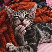 Akka participe au concours pour gagner de l'argent avec cette photo : animal, blanket, cat, closeup, comfort, cozy, cute, feline, fur, grooming, indoor, paw, pet, relaxed, resting, soft, striped, tabby_cat, tongue, winking