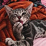 animal, blanket, cat, closeup, comfort, cozy, cute, feline, fur, grooming, indoor, paw, pet, relaxed, resting, soft, striped, tabby_cat, tongue, winking