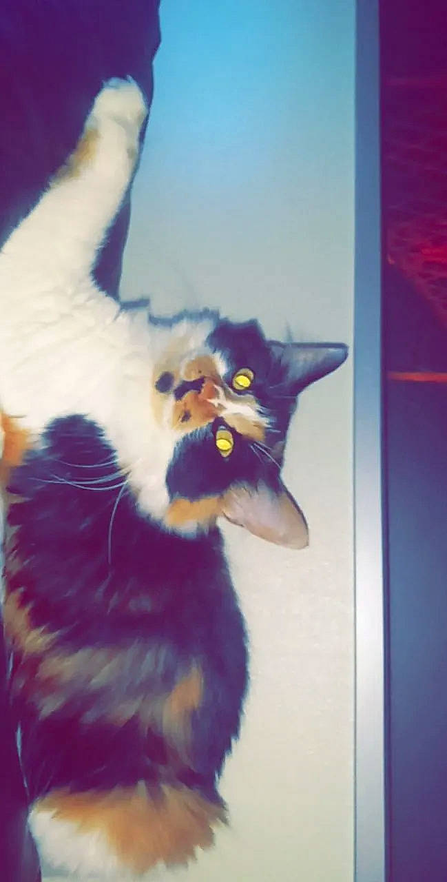 Linda is registered to the contest to win money with this photo: art, black_cat, carnivore, cat, claw, domestic_short_haired_cat, electric_blue, fawn, felidae, fur, gesture, mammal, paw, photo_caption, plant, small_to_medium_sized_cats, snout, tail, whiskers, window