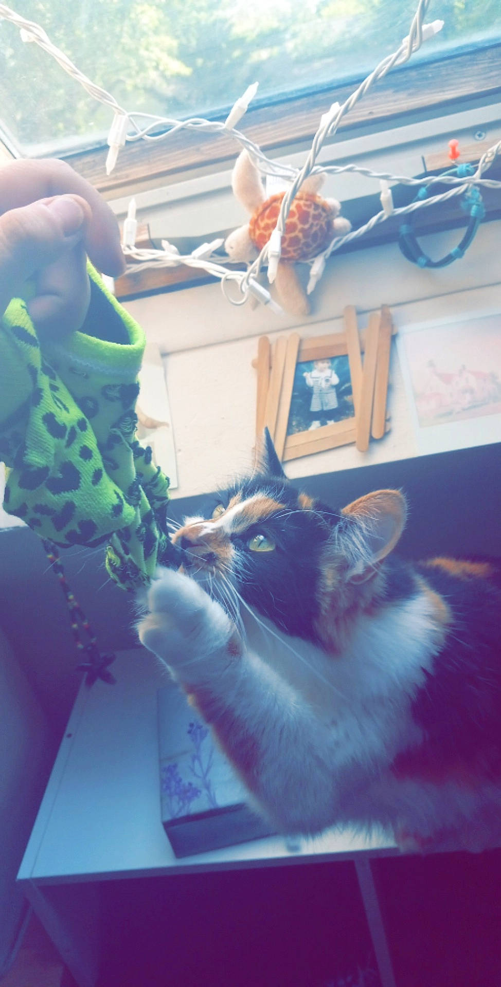 Linda joined the competition — help win amazing prizes! art, carnivore, cat, domestic_short_haired_cat, electric_blue, felidae, fur, mammal, paw, room, small_to_medium_sized_cats, tail, vertebrate, visual_arts, whiskers, window