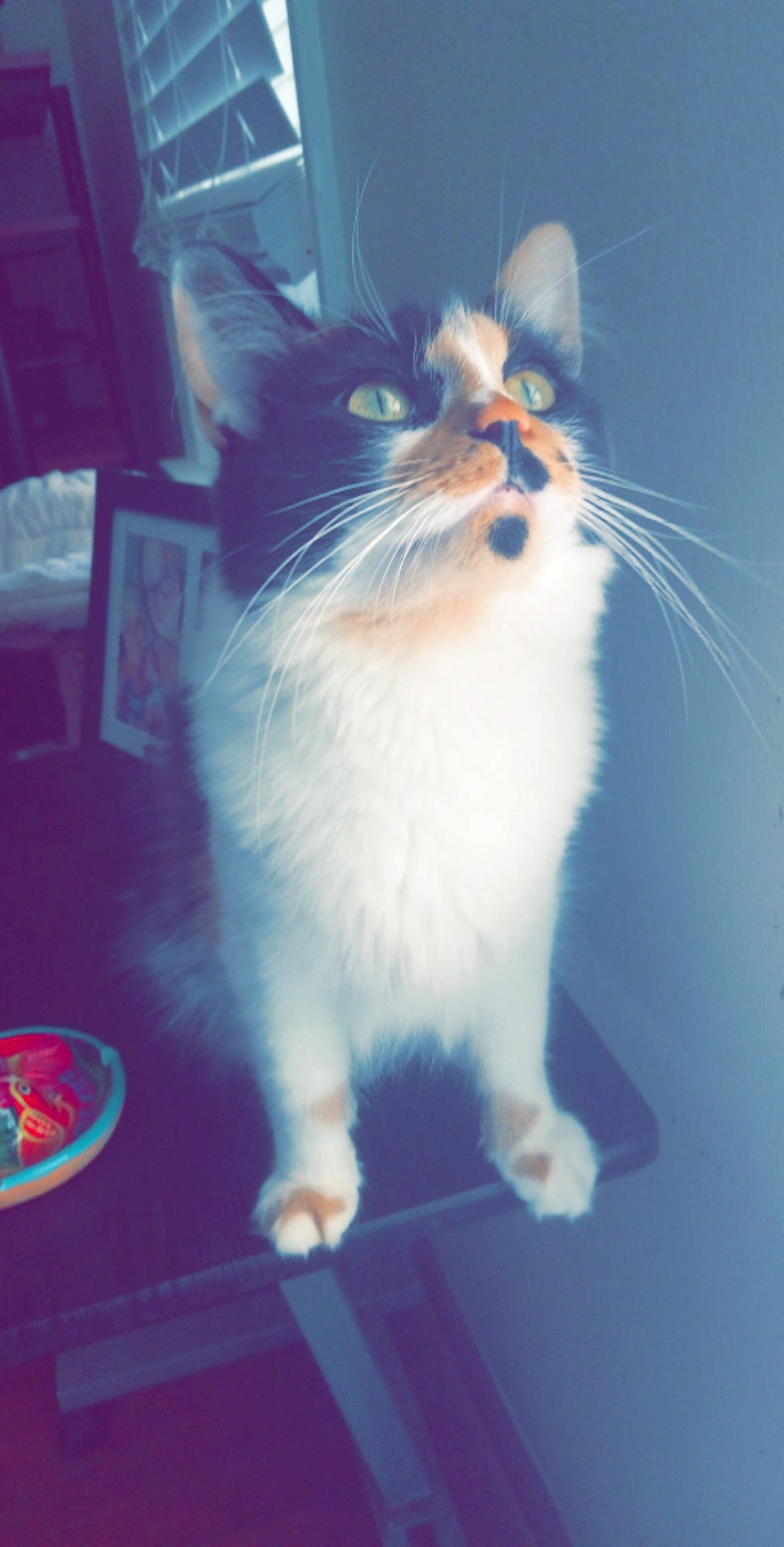 Linda is registered to the contest to win money with this photo: blue, carnivore, cat, claw, domestic_short_haired_cat, electric_blue, felidae, fur, paw, sitting, small_to_medium_sized_cats, snout, tail, whiskers