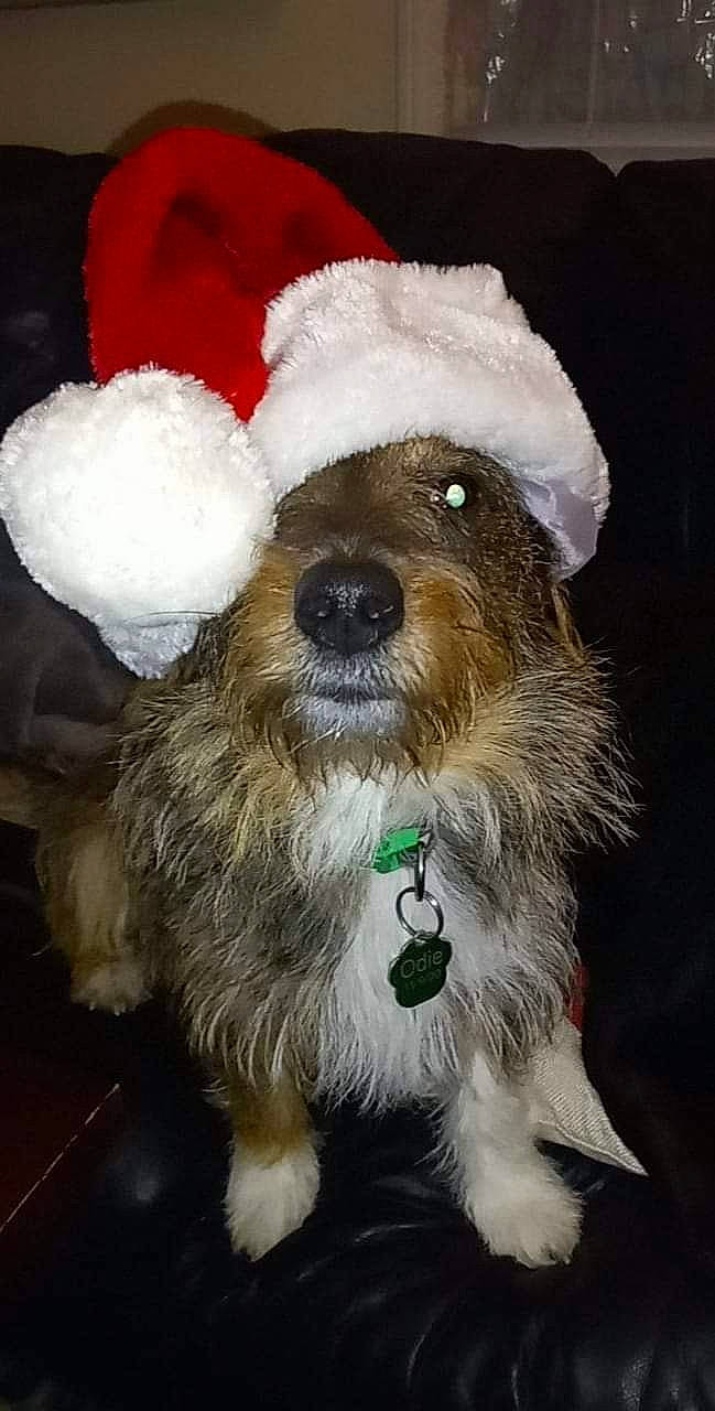 Odie is registered to the contest to win money with this photo: canidae, carnivore, collar, companion_dog, dog, dog_breed, dog_clothes, dog_collar, dog_supply, event, fur, pet_supply, schnauzer, small_terrier, snout, sporting_group, stuffed_toy, terrier, toy_dog, working_animal