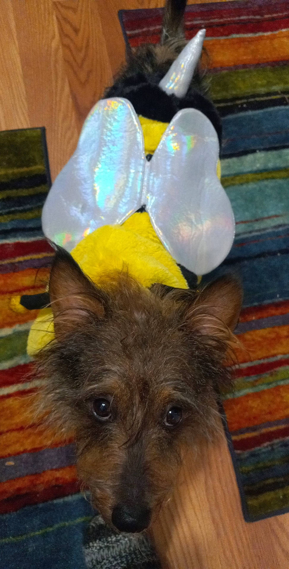 Odie joined the competition — help win amazing prizes! canidae, canis, carnivore, companion_dog, dog, dog_breed, fashion_accessory, fawn, fur, hardwood, liver, pet_supply, snout, sporting_group, terrestrial_animal, toy_dog, whiskers, wood, wood_stain, working_animal