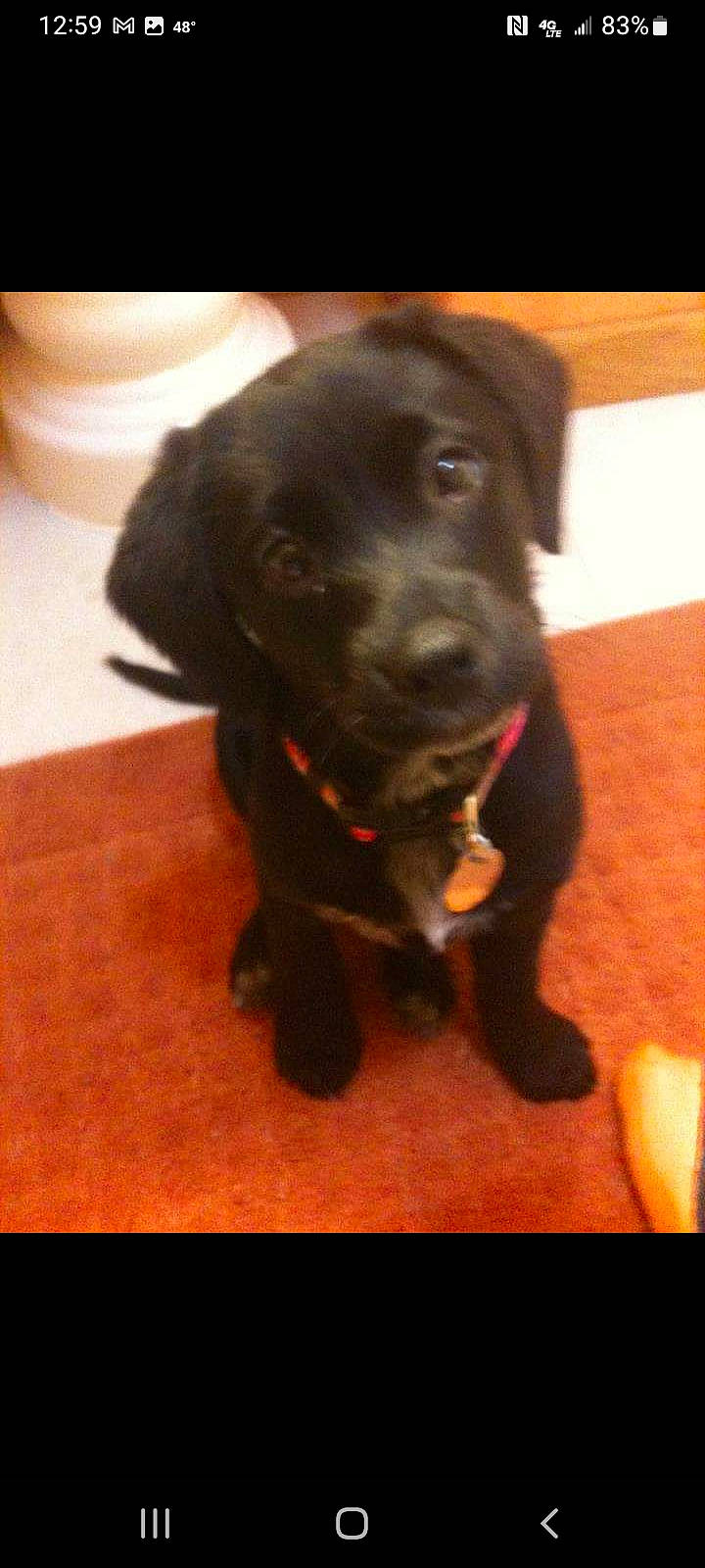 Tipsy joined the competition — help win amazing prizes! borador, carnivore, collar, companion_dog, dog, dog_breed, dog_collar, flooring, fur, gun_dog, hardwood, hunting_dog, liver, retriever, serveware, snout, sporting_group, terrestrial_animal, working_animal