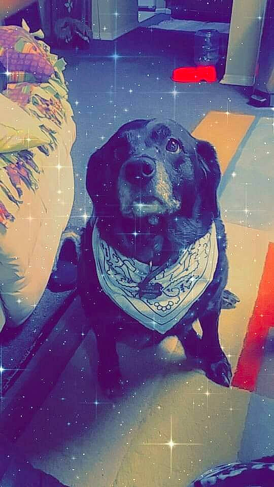 Tipsy is registered to the contest to win money with this photo: art, canidae, carnivore, circle, companion_dog, dog, dog_breed, drawing, electric_blue, fictional_character, guard_dog, illustration, paint, painting, retriever, snout, space, visual_arts, winter, working_animal