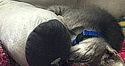 Ashy is registered to the contest to win money with this photo: dog, sleeping, pet, animal, blanket, cozy, indoors, couch, plush_toy, blue_collar, curled_up, resting, nap, fur, brown_and_white, snuggling, home, soft_texture, relaxed, portrait