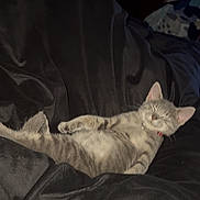 Ashy joined the competition — help win amazing prizes! cat, kitten, gray_cat, sleeping, lying_down, relaxed, pet, animal, bed, blanket, dark_bedding, indoors, bedroom, collar, red_collar, whiskers, ears, tail, tattoo, portrait