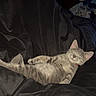 cat, kitten, gray_cat, sleeping, lying_down, relaxed, pet, animal, bed, blanket, dark_bedding, indoors, bedroom, collar, red_collar, whiskers, ears, tail, tattoo, portrait