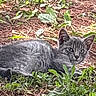 Ashy is registered to the contest to win money with this photo: cat, kitten, tabby, gray_cat, animal, pet, feline, outdoor, grass, weeds, leaves, ground, nature, garden, lying_down, staring, eyes, ears, fur, portrait