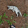 Ashy is registered to the contest to win money with this photo: cat, tabby_cat, animal, pet, gray_fur, lying_down, outdoors, forest_floor, pine_needles, greenery, leaves, ground, whiskers, blue_eyes, belly_up, relaxed, playful, sandals, feet, portrait