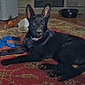 animal, black_dog, carpet, collar, cooler, curious, dog, dog_bowl, domestic_animal, ears, floor, floor_rug, household, indoor, looking_at_camera, lying_down, pet, pet_toy, room, wooden_cabinet