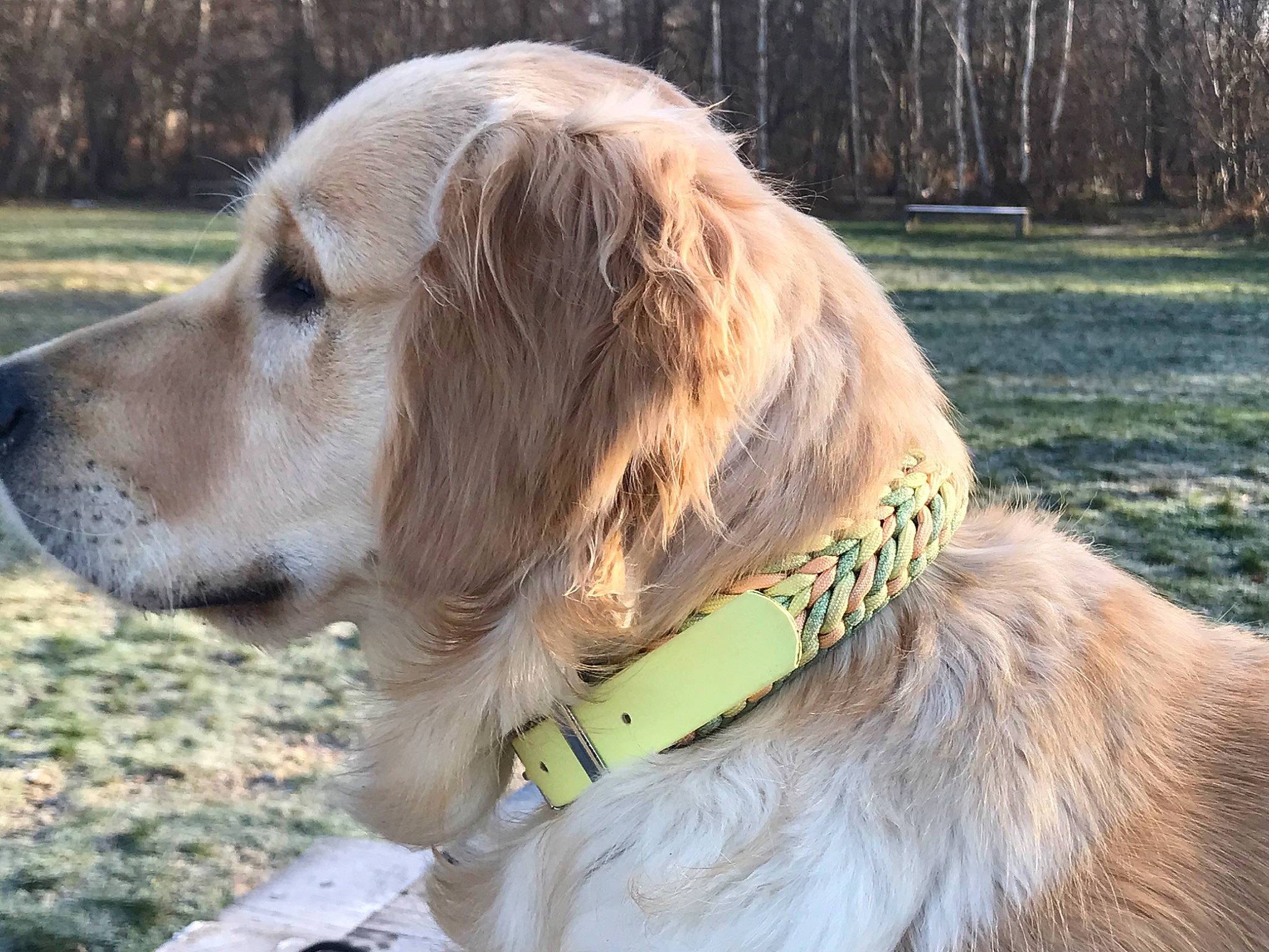 Una a rejoint le concours — aidez-le/la à gagner de superbes lots ! canidae, carnivore, collar, companion_dog, dog, dog_breed, dog_collar, fawn, fur, grass, gun_dog, liver, plant, retriever, snout, sporting_group, tree, whiskers, working_animal, working_dog