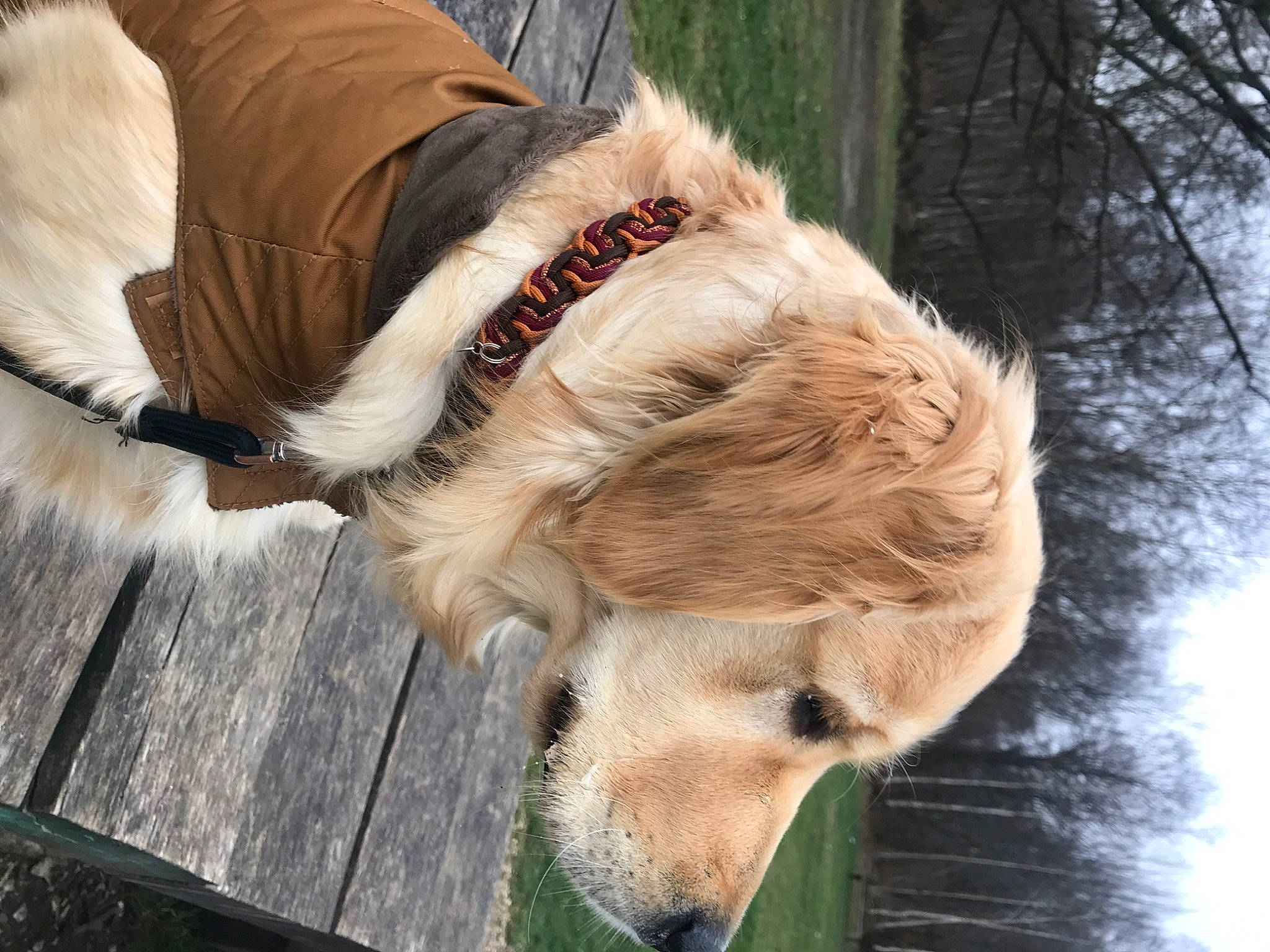 Una a rejoint le concours — aidez-le/la à gagner de superbes lots ! canidae, carnivore, collar, companion_dog, dog, dog_breed, dog_collar, fawn, fur, liver, pack_animal, pet_supply, sky, snout, sporting_group, tail, tree, water, wood, working_animal