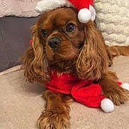 Polux participe au concours pour gagner de l'argent avec cette photo : dog, pet, santa_hat, red_clothing, carpet, couch, pillow, indoors, cute, holiday, christmas, fur, animal, portrait, mammal, looking_away, cozy, decor, fluffy, brown