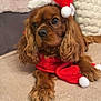 dog, pet, santa_hat, red_clothing, carpet, couch, pillow, indoors, cute, holiday, christmas, fur, animal, portrait, mammal, looking_away, cozy, decor, fluffy, brown