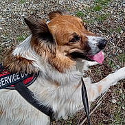 Monkey joined the competition — help win amazing prizes! service_dog, dog, canine, animal, outdoor, pet, fur, tongue, resting, leash, gravel, grass, ears, snout, happy, companion, working_dog, friendly, alert, nature