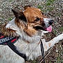 service_dog, dog, canine, animal, outdoor, pet, fur, tongue, resting, leash, gravel, grass, ears, snout, happy, companion, working_dog, friendly, alert, nature
