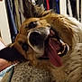 dog, tongue, close_up, indoor, pet, happy, fur, playful, canine, animal, head_tilt, teeth, bed, blanket, ears, mouth_open, domestic, cute, companion, relaxed