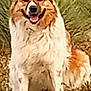 Monkey joined the competition — help win amazing prizes! dog, sitting, outdoor, grass, leaves, happy, fur, pet, animal, nature, canine, smiling, brown, white, mammal, friendly, tongue, ears, portrait, daylight
