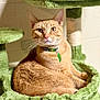 cat, close_up, collar, cozy, ears, feline, fur, ginger_cat, green_cat_tree, housepet, id_tag, indoor, paws, pet, plush_bed, portrait, relaxed, sitting, staring, whiskers