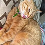 Pickle is registered to the contest to win money with this photo: blanket, cat, close_up, collar, cushion, ears, eyes_half_closed, fabric_pattern, fur, ginger_cat, green_tag, indoor, licking, paw, pet_cat, relaxed, sofa, tabby, tongue_out, whiskers