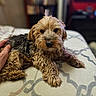 Spinelli joined the competition — help win amazing prizes! animal, bed, blanket, comfort, companion, cozy, curious, cute, dog, domestic, fur, furry, hand, indoor, living_room, pattern, pet, portrait, relaxed, small_dog