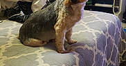 Spinelli joined the competition — help win amazing prizes! bed, blanket, brown_dog, cozy, curious, dog, domestic, dvd_collection, ears, fan, furniture, head_tilt, indoor, patterned_bedspread, pet, relaxed, room, sitting, small_dog, tilted_head