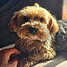 Spinelli joined the competition — help win amazing prizes! adorable, animal, closeup, comfort, companion, couch, cozy, cute, dog, domestic, fluffy, friendly, fur, hand, indoor, pet, portrait, relaxation, sunlight, warm
