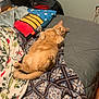 cat, ginger_cat, orange_cat, chonky, belly_up, paws, whiskers, bed, blanket, pillow, bedroom, cozy, indoor, relaxed, fur, tabby, plush, comforter, sleeping, patterned_blanket