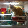 beverage_can, bowl, canned_beverage, cat, curious, egg_carton, food_container, fridge_interior, indoor, lemon, light, orange_fur, pet, plastic_container, red_lid, refrigerator, shelf, sitting, sports_drink, tabby_cat