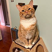 Dutches is registered to the contest to win money with this photo: animal, calm, cat, cat_tower, cozy, curious, doorway, feline, floor, ginger_cat, home, indoor, light_switch, looking_at_camera, pet, scratching_post, sitting, wall, white_paws, wooden_furniture