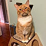 animal, calm, cat, cat_tower, cozy, curious, doorway, feline, floor, ginger_cat, home, indoor, light_switch, looking_at_camera, pet, scratching_post, sitting, wall, white_paws, wooden_furniture